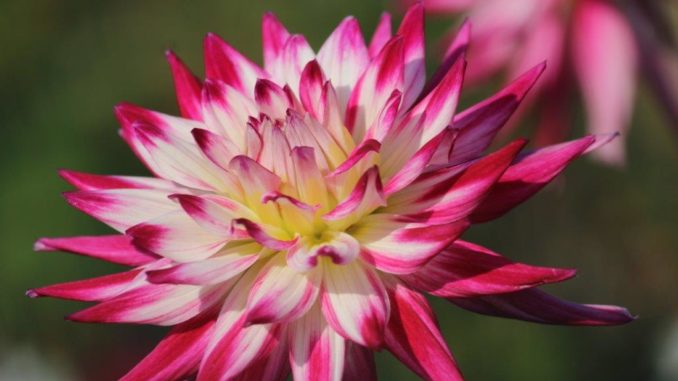Dahlia Sorbet Dahlia Sorbet