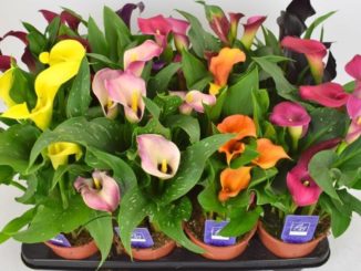 Calla's tegen kostprijs