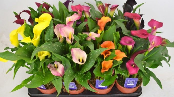 Calla's tegen kostprijs Calla's tegen kostprijs