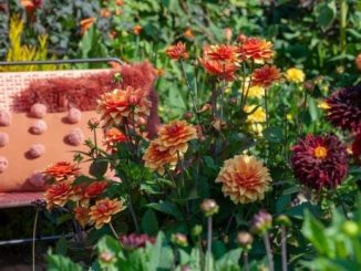 Dahlia's in diverse kleuren