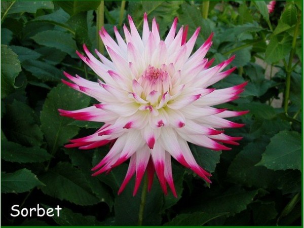 Dahlia Sorbet - ideale bloem voor in een pluktuin en plukboeket