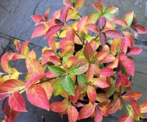 Prachtige najaarskleuren hortensia
