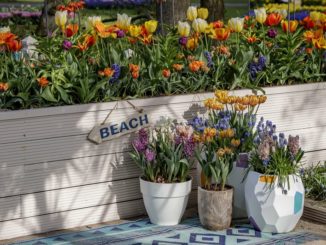 Bloembollen gemengd planten
