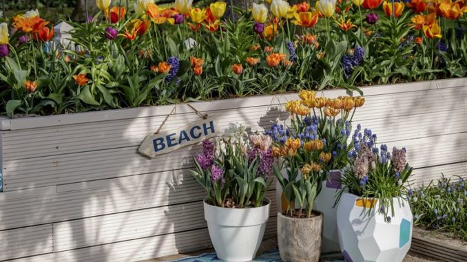 Bloembollen gemengd planten Bloembollen gemengd planten