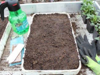 Start moestuin seizoen