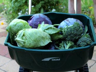 Tuinhappy - kolen uit de moestuin