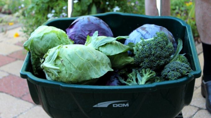 Kolen uit eigen moestuin Tuinhappy - kolen uit de moestuin