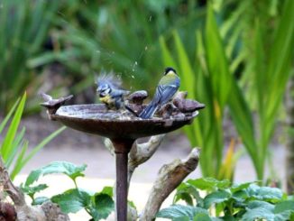 Vogelbadje met koolmees en pimpelmees