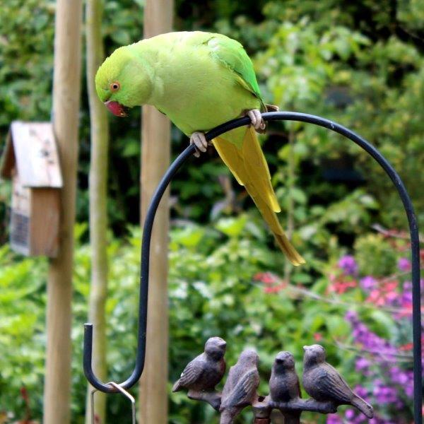 Papagaaivogel