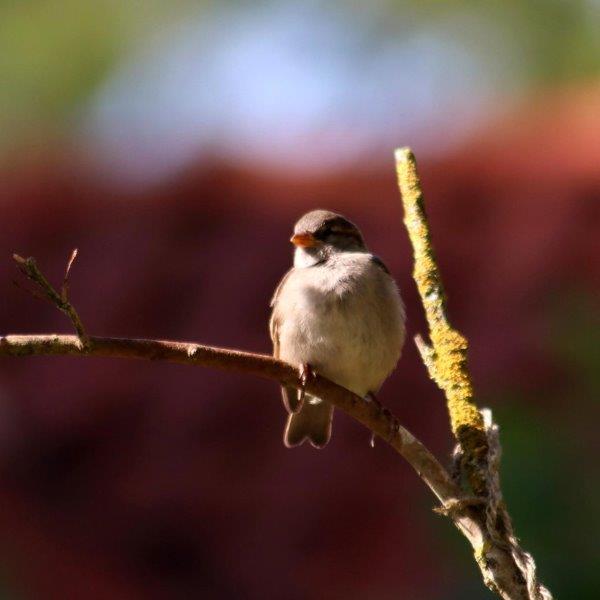 Vogeltje in de zon in de boom