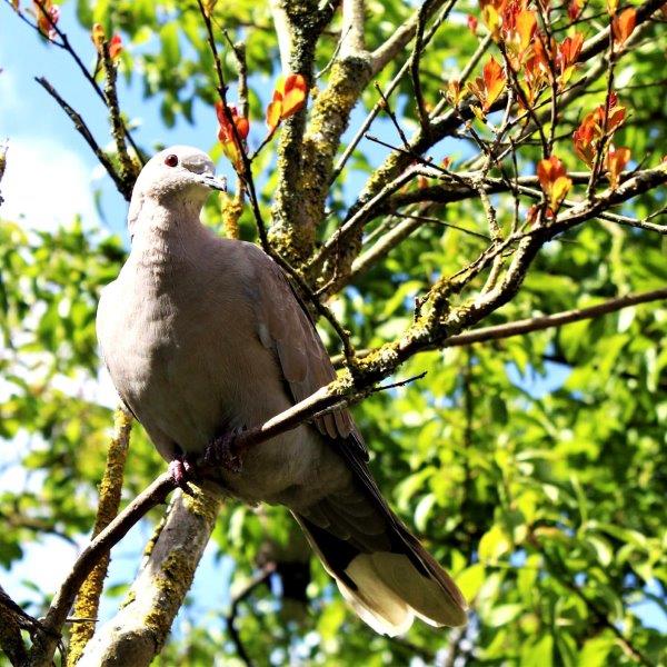 Duif in de boom - vogeltuin