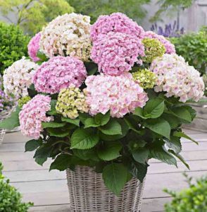 Hortensia Doppio Nuvola