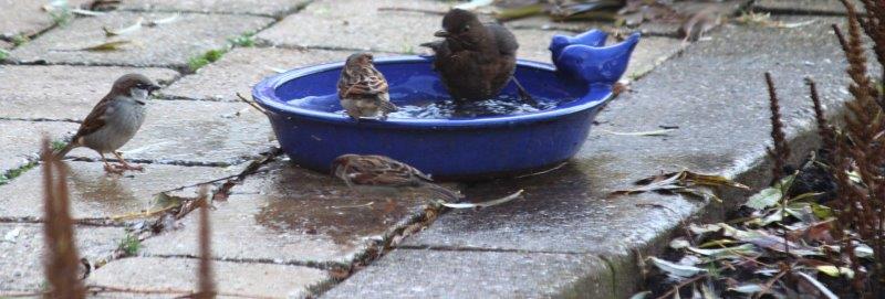Een vogeltuin heeft een vogelbadje