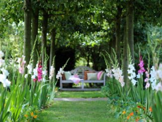 Gladiolen in een plantenborder