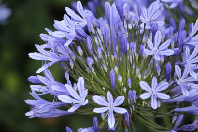 Blauwe Afrikaanse Lelie (Tuinhappy.nl)