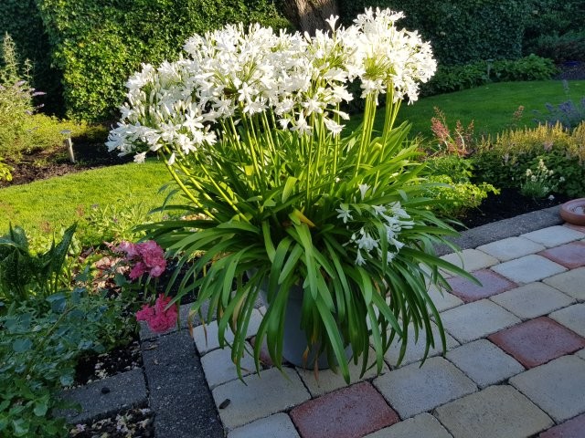 Witte Agapanthus in pot (Tuinhappy.nl)