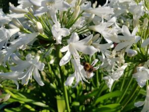 Agapanthus - Afrikaanse Lelie (Tuinhappy.nl)