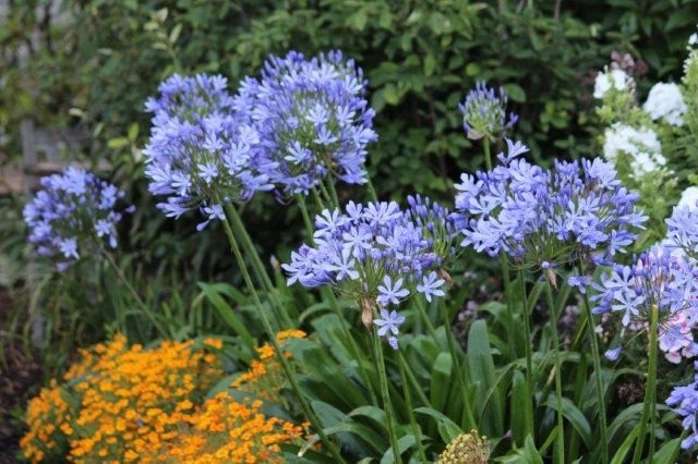 Agapanthus in vaste plantenborder (Tuinhappy.nl)