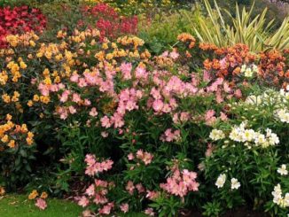 Alstroemeria in de border - Tuinhappy