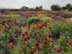 Dahlia showtuin CNB - Tuinhappy.nl