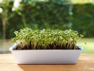 Microgreens - zelf kiemgroente kweken
