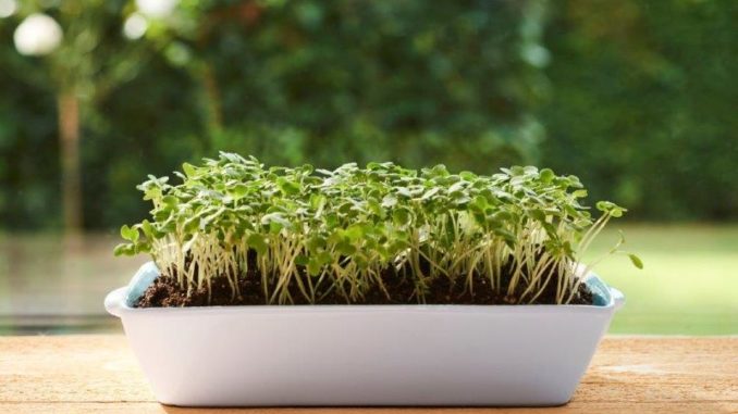 Microgreens - zelf kiemgroente kweken Microgreens - zelf kiemgroente kweken