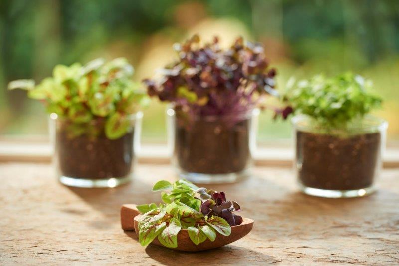 Microgreens in potjes