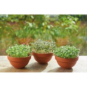 Microgreens in terracotta potjes - Tuinhappy