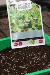 Sla als kiemgroente - Microgreens - Tuinhappy