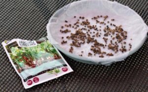 Microgreens zaaien op schaaltje - Tuinhappy