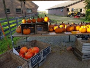 Pompoenen te koop - Tuinhappy