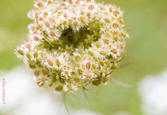 Tuinscheurkalender 2021 Tuinscheurkalender 2021