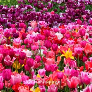 Gemengde tulpen - tuinblogger - tuinhappy