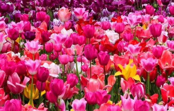 Gemengde tulpen - tuinblogger - tuinhappy Gemengde tulpen - tuinblogger - tuinhappy