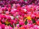 Gemengde tulpen - tuinblogger - tuinhappy