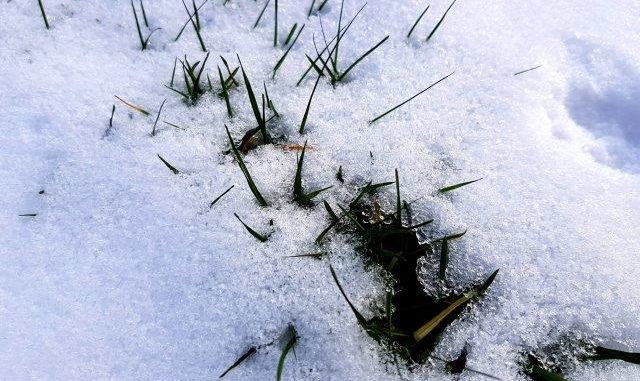 Gazon met sneeuw en ijs - sneeuw op gras Gazon met sneeuw en ijs - sneeuw op gras - blogger tuinhappy