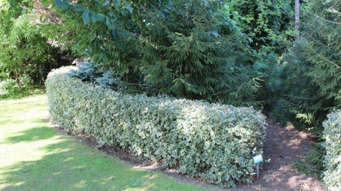 Ilex haag Ilex haag - tuinblogger - tuinhappy