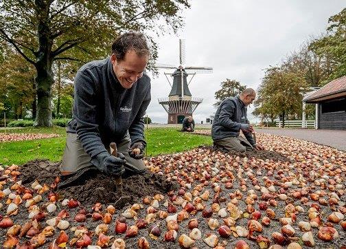 Keukenhof bloembollen planten Keukenhof bloembollen planten