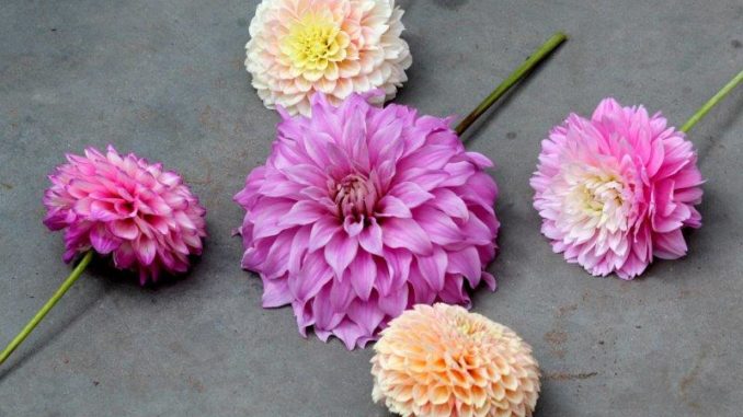Tuinhappy.nl - dahlia's in verschillende kleuren - kopie Dahlia's in diverse kleuren