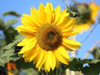 Zonnebloemen maken je blij