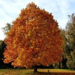 Boom in herfstkleuren tuinhappy blogger tuin