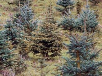 Kerstboom duurzaam herplanten tuinhappy tuinblogger blogger tuin