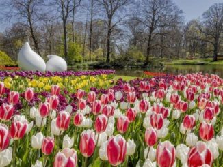 Keukenhof - tulpen in bloei