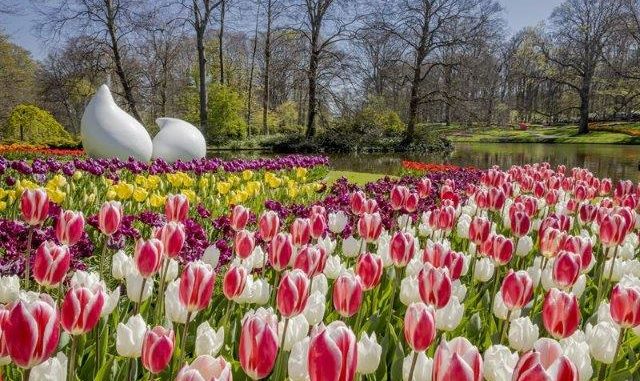 Keukenhof - tulpen in bloei Keukenhof - tulpen in bloei
