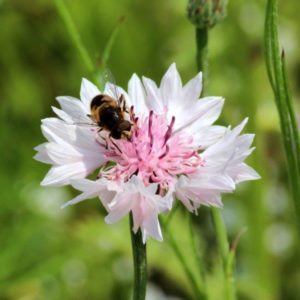 Roze korenbloem met insect