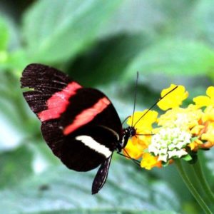Vlinder gele bloem postman zwarte vlinder gele bloem