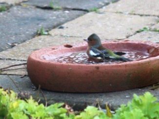 Vink in vogelbadje