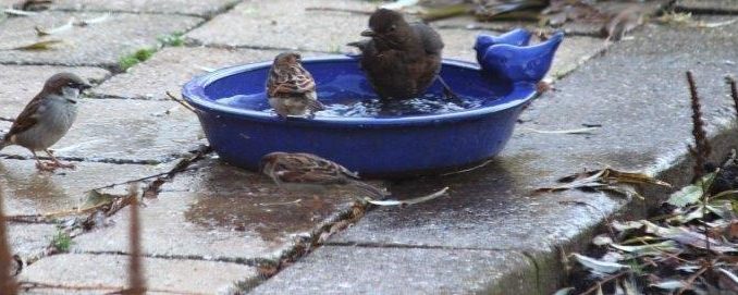 Vogels in rond blauw vogelbadje