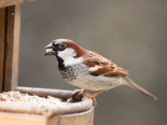 Vogels voeren