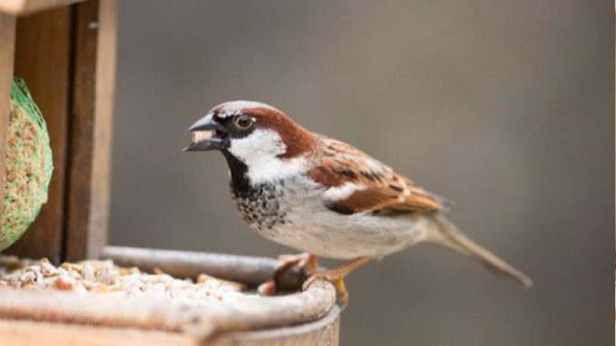 Vogels voeren Vogels voeren